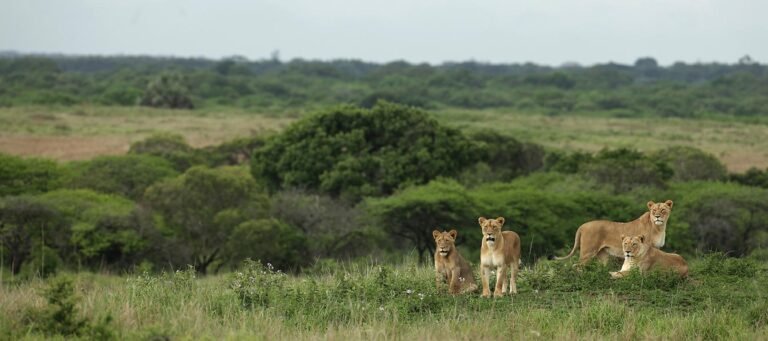 African safari trip