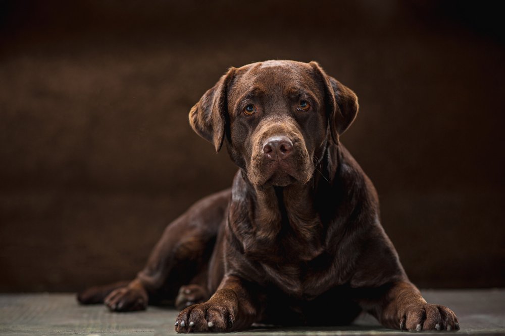 A brown dog rests on a wooden floor, exemplifying the quality and charm of Premier French Mastiff breeding excellence.