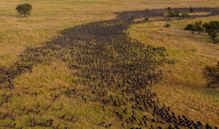 African safari trip