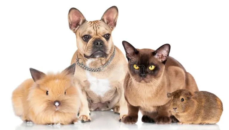 Essential Products for Small Pets