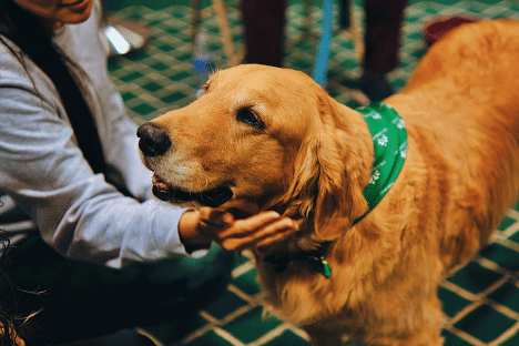 The Healing Power of Emotional Support Animals: How They Transform Lives