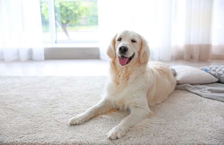 How To Remove Dog Odor From House