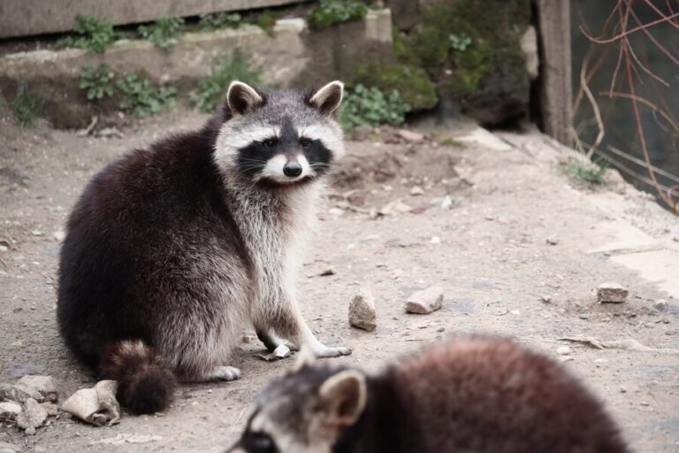 raccoon removal