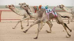 Camel Racing in Qatar