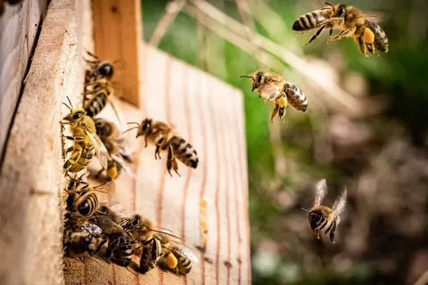 Understanding Bee Foraging Patterns & Infestations