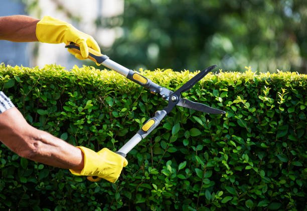 Tree Trimming: Benefits, Techniques, and Best Practices