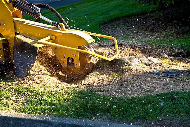 Stump Grinding: Essential Guide for a Clean and Safe Yard