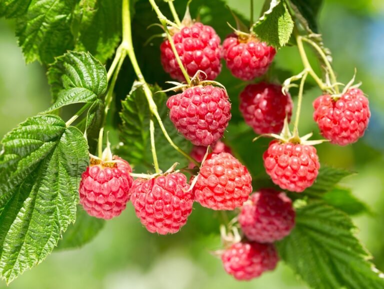 How To Keep Your Raspberry Plants Healthy All Year Long?